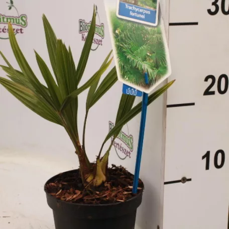 Kínai kenderpálma Trachycarpus fortunei