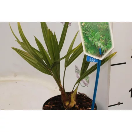 Kínai kenderpálma Trachycarpus fortunei