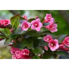 Bordó levelű alacsony rózsalonc Weigela florida 'Tango