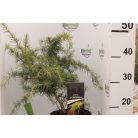 Terülő arany himalájai cédrus Cedrus deod. 'Golden Horizon