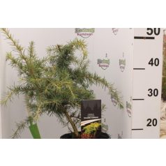   Terülő arany himalájai cédrus Cedrus deod. 'Golden Horizon