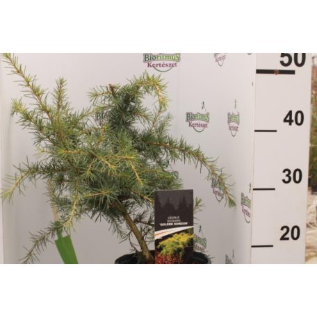 Terülő arany himalájai cédrus Cedrus deod. 'Golden Horizon