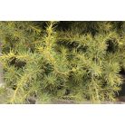 Terülő arany himalájai cédrus Cedrus deod. 'Golden Horizon