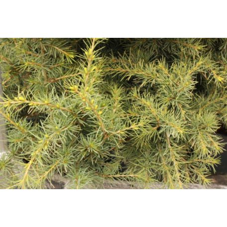 Terülő arany himalájai cédrus Cedrus deod. 'Golden Horizon