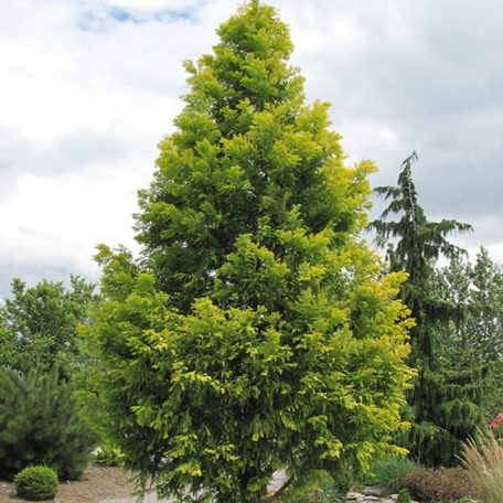 Kínai mamutfenyő Metasequoia glyptostroboides