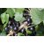 Feketeribizli Ribes nigr. 'Ben Sarek'