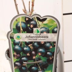 Feketeribizli Ribes nigr. 'Ben Sarek'