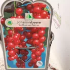 Pirosribizli Jonkheer van Tets ribizli