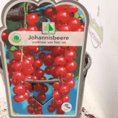 Pirosribizli Jonkheer van Tets ribizli
