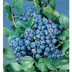 Kék áfonya Vaccinium corymbosum 'Bluecrop'