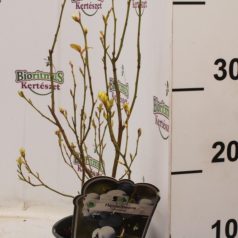 Kék áfonya Vaccinium corymbosum 'Bluecrop'