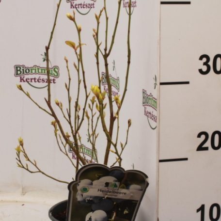 Kék áfonya Vaccinium corymbosum 'Bluecrop'