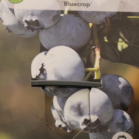 Kék áfonya Vaccinium corymbosum'Brigitta Blue