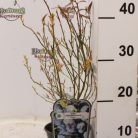 Kék áfonya Vaccinium corymbosum'Brigitta Blue