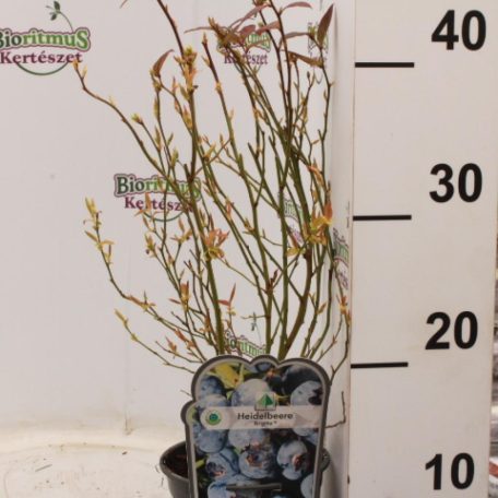 Kék áfonya Vaccinium corymbosum'Brigitta Blue