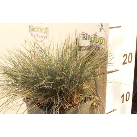 Kék deres csenkesz Festuca glauca 'Elijah Blue'