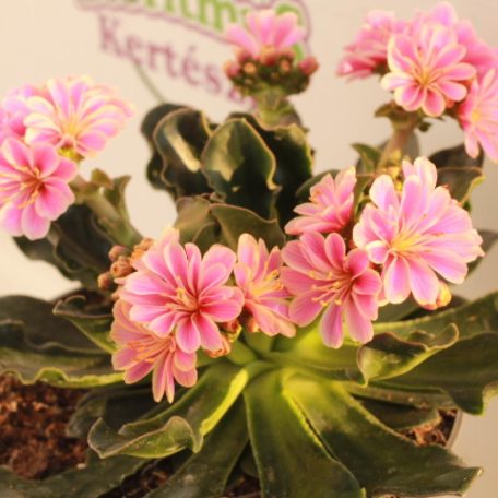 Dohánygyökér Lewisia cotyledon 'Mountain Dreams'