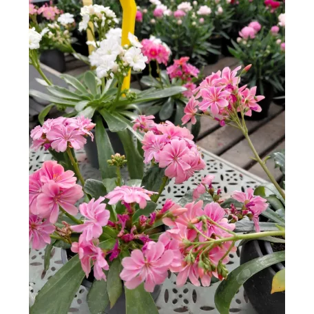 Dohánygyökér Lewisia cotyledon 'Mountain Dreams'