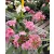 Dohánygyökér Lewisia cotyledon 'Mountain Dreams'
