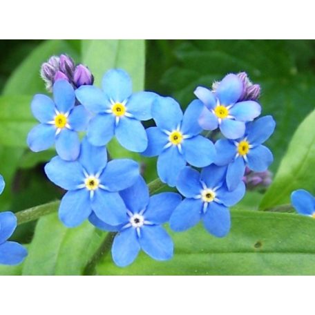 Nefelejcs Myosotis palustris