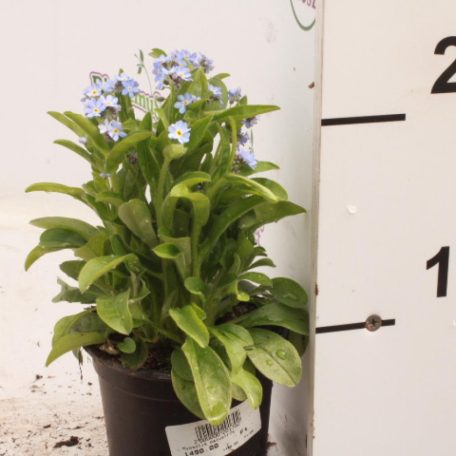 Nefelejcs Myosotis palustris