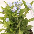 Nefelejcs Myosotis palustris