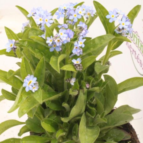Nefelejcs Myosotis palustris