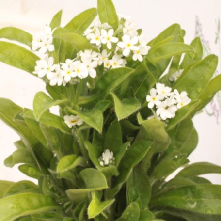 Nefelejcs Myosotis palustris