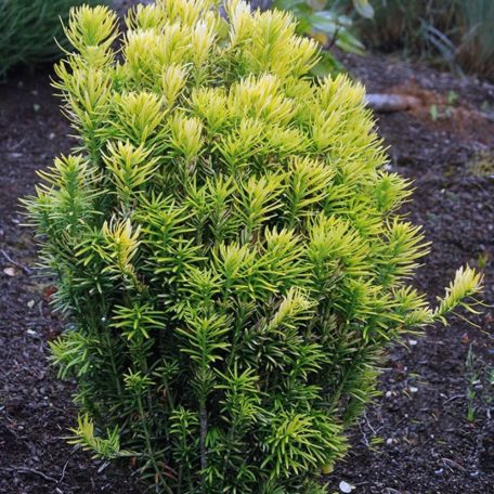 Aranysárga oszlopos áltiszafa Cephalotaxus h. 'Korean Gold'