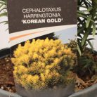Aranysárga oszlopos áltiszafa Cephalotaxus h. 'Korean Gold'