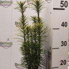 Aranysárga oszlopos áltiszafa Cephalotaxus h. 'Korean Gold'