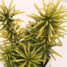 Aranysárga oszlopos áltiszafa Cephalotaxus h. 'Korean Gold'