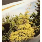 Oregoni hamisciprus Golden Sprinklers Chamaecyparis lawsoniana 'Golden Sprinklers'