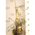 Oregoni hamisciprus Golden Sprinklers Chamaecyparis lawsoniana 'Golden Sprinklers'