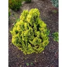 Törpe aranysárga oregoni hamisciprus Chamaecyparis lawsoniana 'Minima Aurea'