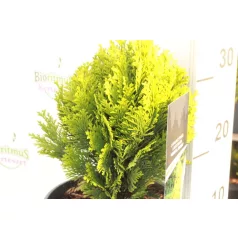   Törpe aranysárga oregoni hamisciprus Chamaecyparis lawsoniana 'Minima Aurea'