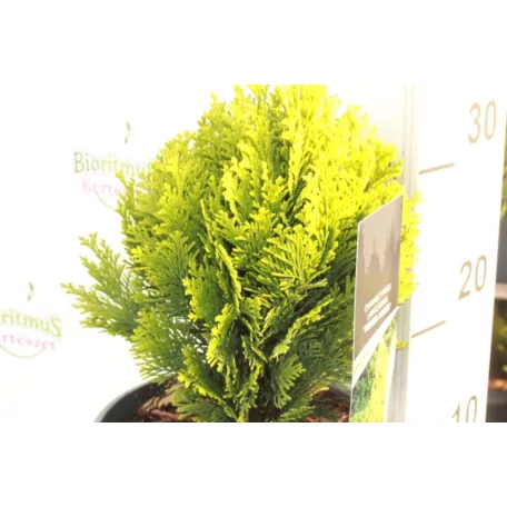 Törpe aranysárga oregoni hamisciprus Chamaecyparis lawsoniana 'Minima Aurea'