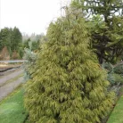 Csüngő nutka hamisciprus Chamaecyparis n. 'Aldrich Mountain'
