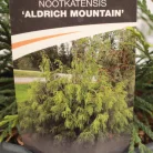 Csüngő nutka hamisciprus Chamaecyparis n. 'Aldrich Mountain'