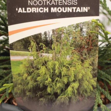 Csüngő nutka hamisciprus Chamaecyparis n. 'Aldrich Mountain'
