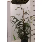Csüngő nutka hamisciprus Chamaecyparis n. 'Aldrich Mountain'