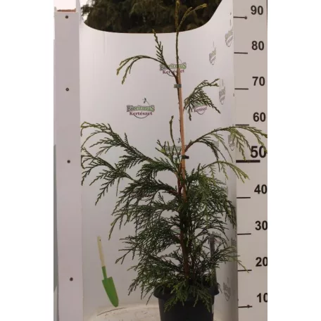 Csüngő nutka hamisciprus Chamaecyparis n. 'Aldrich Mountain'