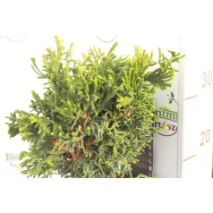 Hinoki hamisciprus Brigitte Chamaecyparis obt. Brigitte
