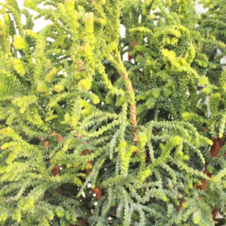 Hinoki hamisciprus Brigitte Chamaecyparis obt. Brigitte