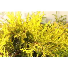  Törpe aranylombú hinoki hamisciprus Chamaecyparis obt. 'Kamarachiba