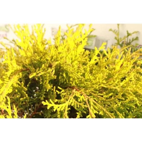 Törpe aranylombú hinoki hamisciprus Chamaecyparis obt. 'Kamarachiba