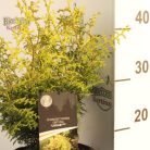 Hinoki álciprus, japán hamisciprus Chamaecyparis obtusa 'Lucas'