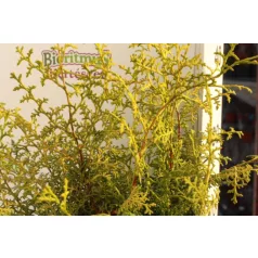   Hinoki álciprus, japán hamisciprus Chamaecyparis obtusa 'Lucas'