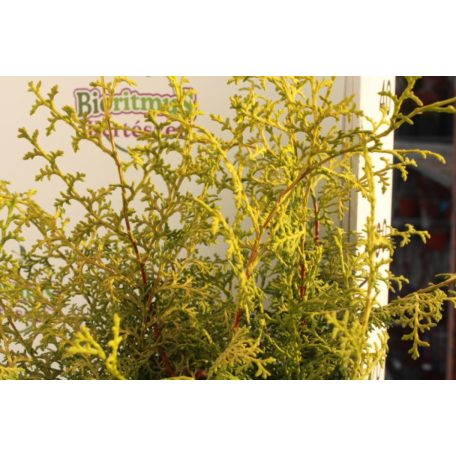 Hinoki álciprus, japán hamisciprus Chamaecyparis obtusa 'Lucas'