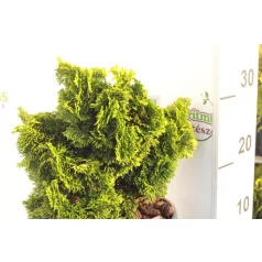   Hinoki álciprus sárga Chamaecyparis obt. 'Nana Aurea'